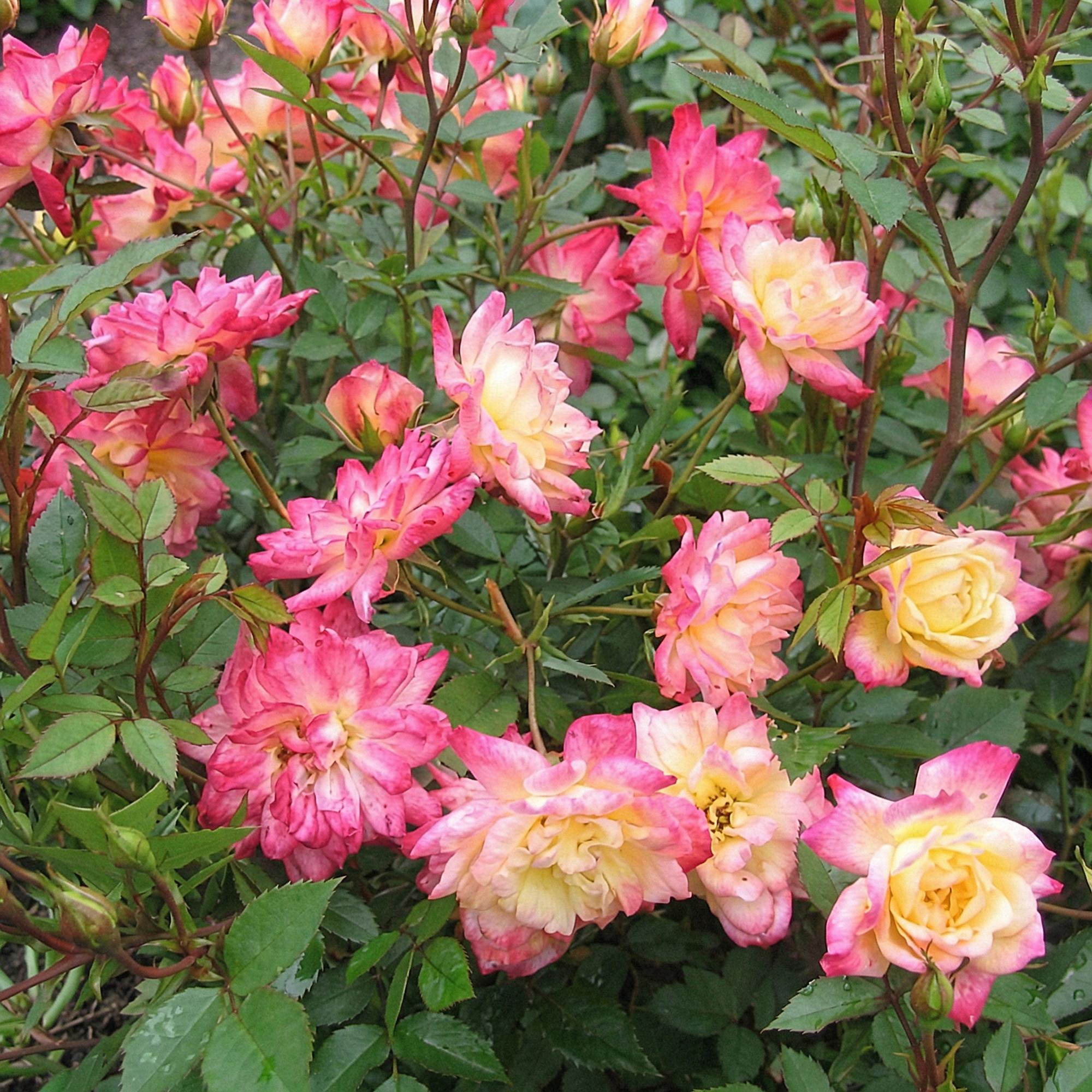 Rosa Tricolor Fairy - Roos - Winterhard - Geel-Roze - 1 Plant - Pot 12cm - Hoogte Hoogte 20-25cm