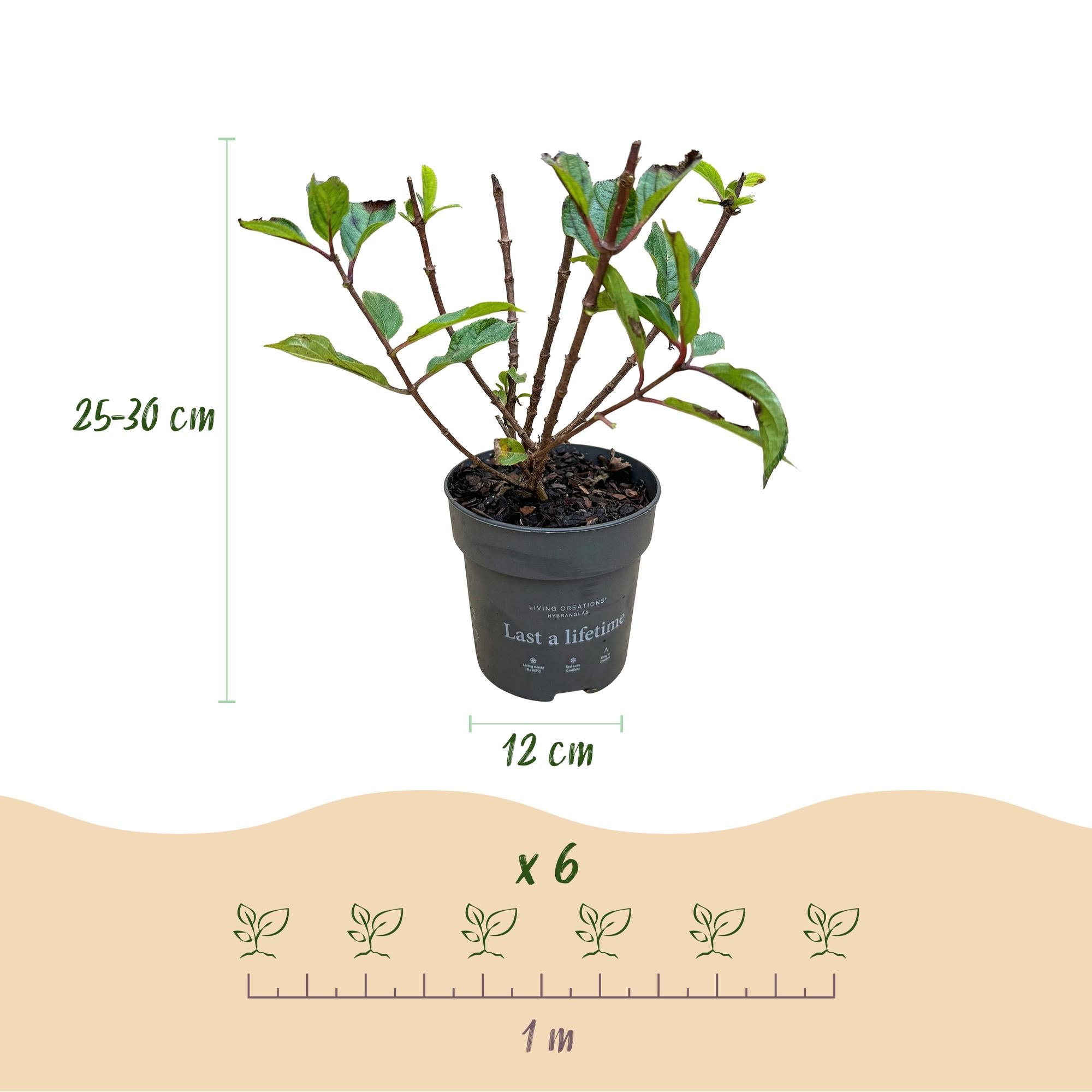 Hydrangea panniculata Living Little Rosy - Pluimhortensia - Winterhard - Roze - 1 Plant - Pot 12cm - Hoogte Hoogte 20-30cm