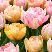 96x Tulipa Peaches & Kisses - Blomlökar - Tulip Roses & Kisses - Diverse - Vårblommande - Lökstorlek 11/12