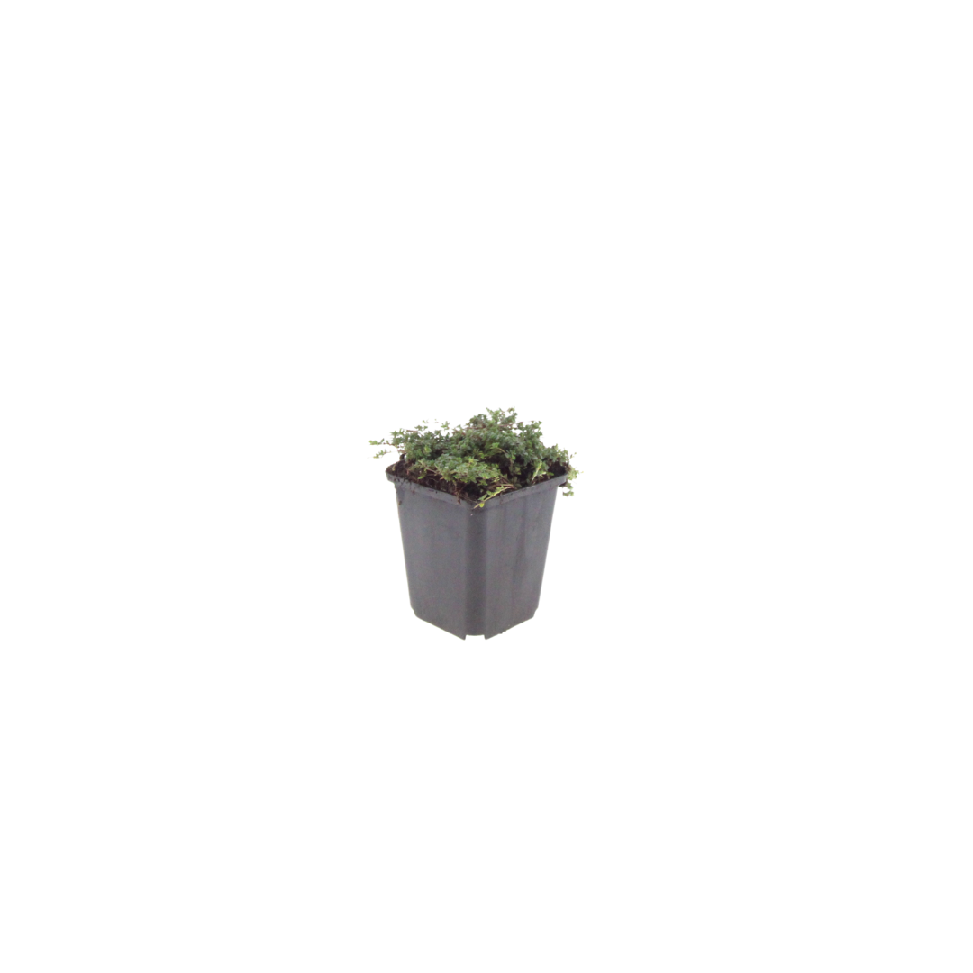 6x Thymus praecox 'Purple Beauty' - ↕10-25cm - Ø9cm
