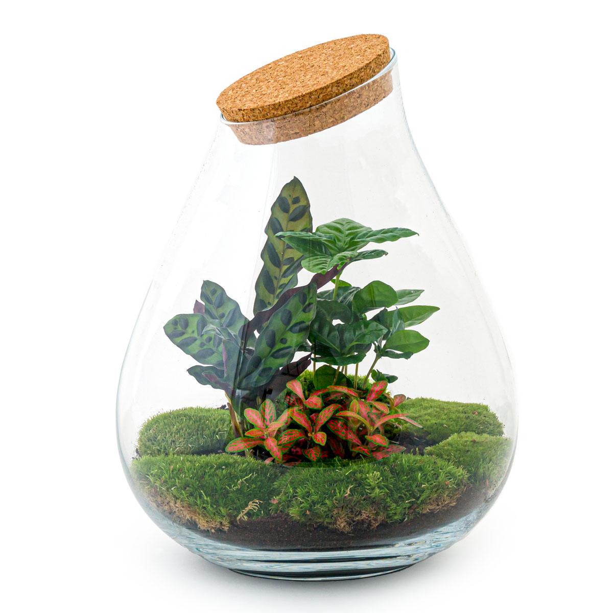 DIY terrarium - Drop XL Rood - ↕ 37 cm - Rake + Shovel + Tweezer + Scissors