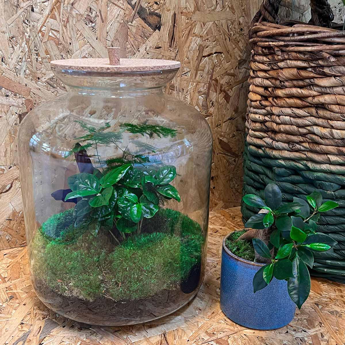 DIY-Terrarium - Lukas - ↕ 33 cm - Normal