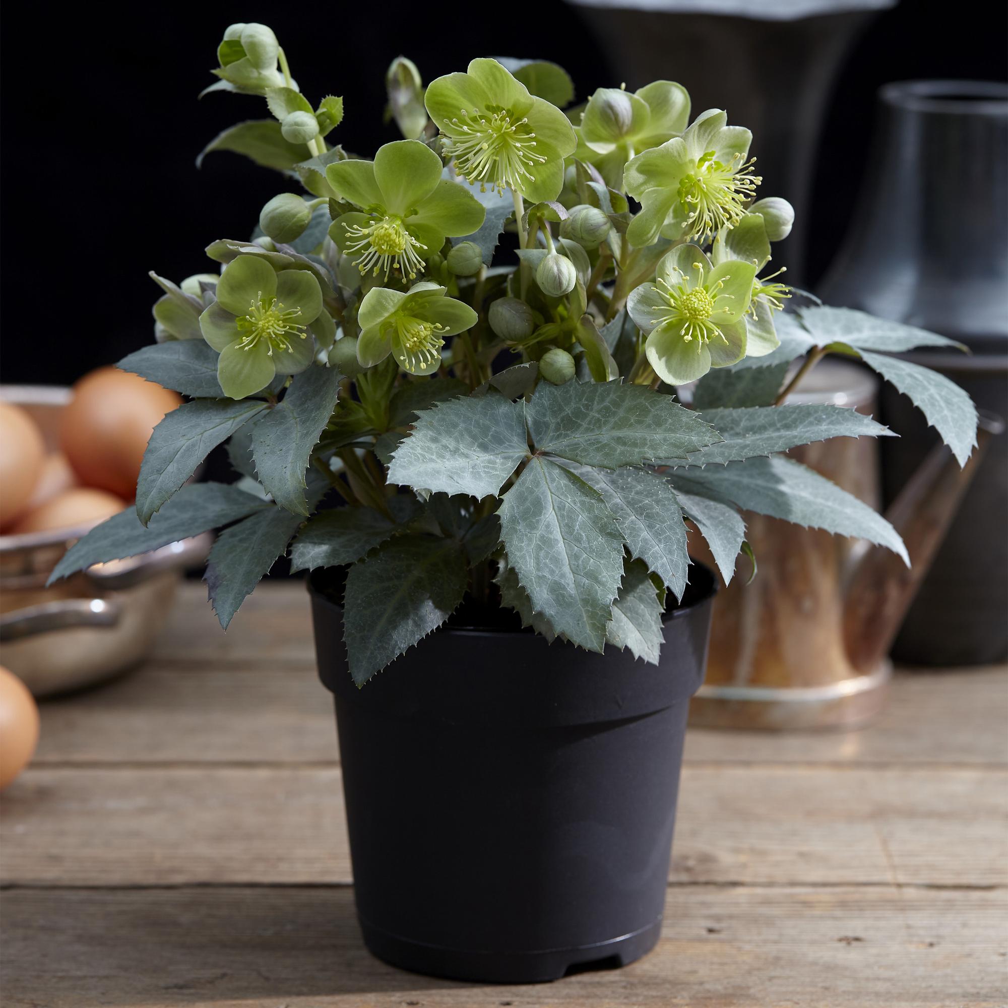 Lenten Rose Helleborus sternii Silver Dollar - Groene  Bloem -1 Plant - Groenblijvend - Pot 14cm Hoogte 35cm