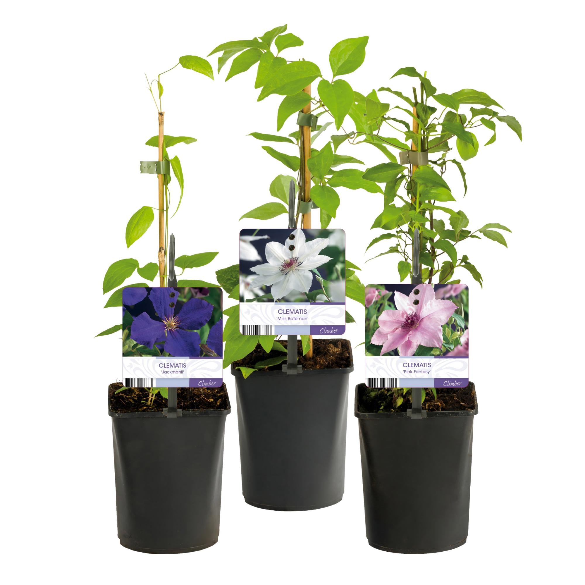 Green boutiQ – Kletterpflanze – Clematis Tricolor – Blüten: Rosa, Weiß, Lila – Pflegeleicht – 3 Pflanzen – Topf: 11 cm, Höhe: 40 cm