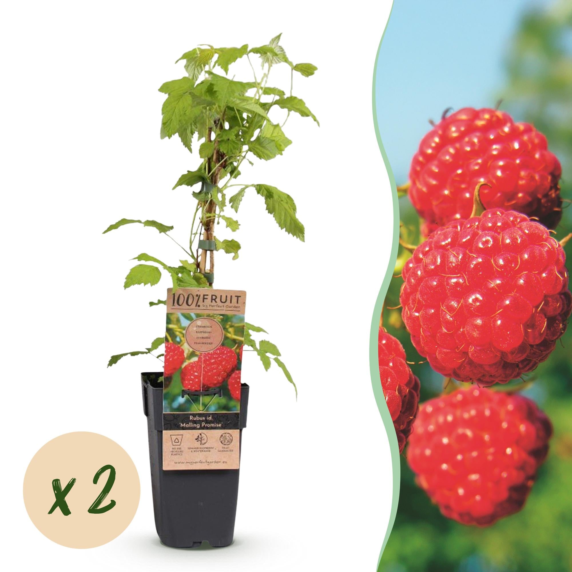 Rubus idaeus Malling Promise - Frambozenplant - Winterhard - Rode Framboos - 2 Planten - Pot 15cm - Hoogte 50cm