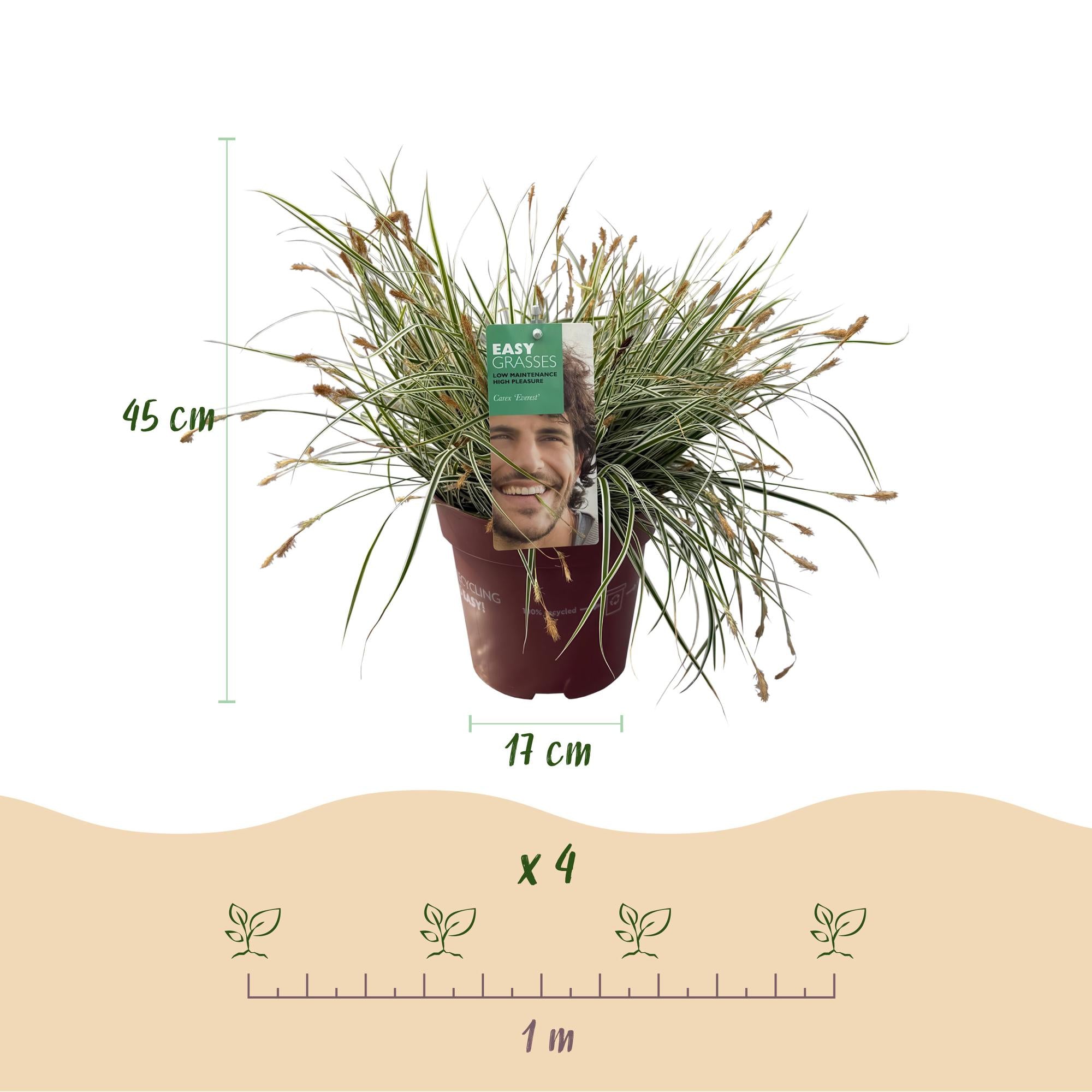 Green boutiQ – Ziergräser – Carex oshimensis Everest – Weiß und Grün – 2 Pflanzen – Immergrün – Pflegeleicht – Topf 17 cm, Höhe 50 cm