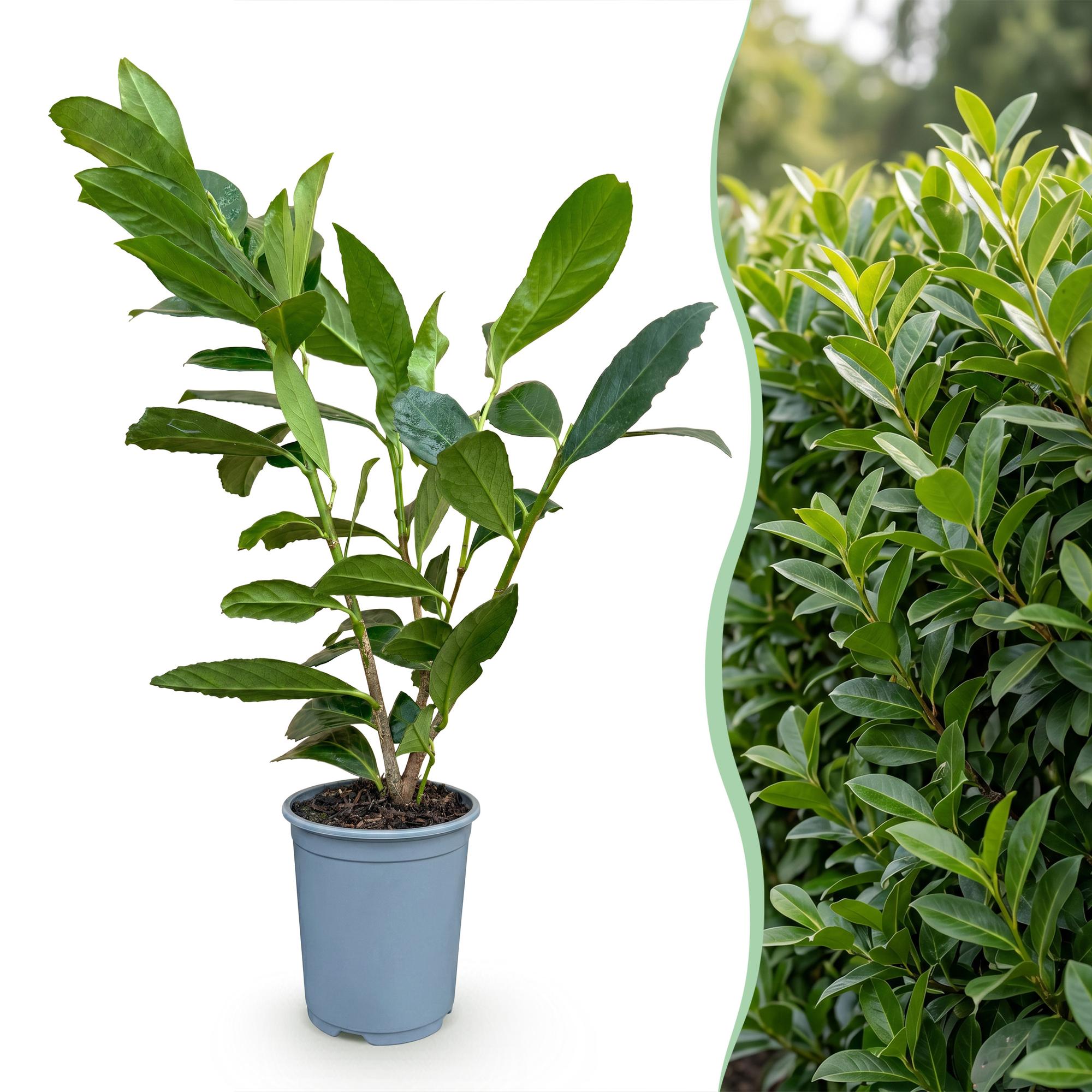 Prunus laur. Caucasica - Laurierkers 40x  - Haagplanten - Groenblijvend - Groen - Pot 9cm - Hoogte 25-35cm