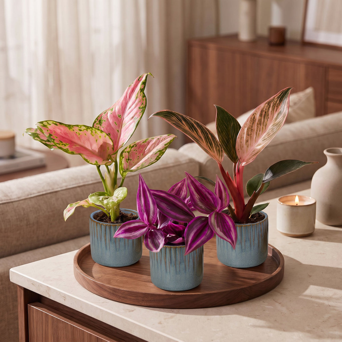 Baby Planten Paradise Mix - Diversen 3x - Tropisch - incl. Linnea Misty Blue - Ø6cm - ↕10-15cm