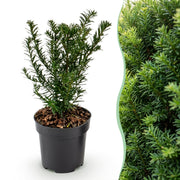 Taxus baccata - Venijnboom 24x - Haagplanten - Groenblijvend - Groen - Pot 9cm - Hoogte 20-30cm