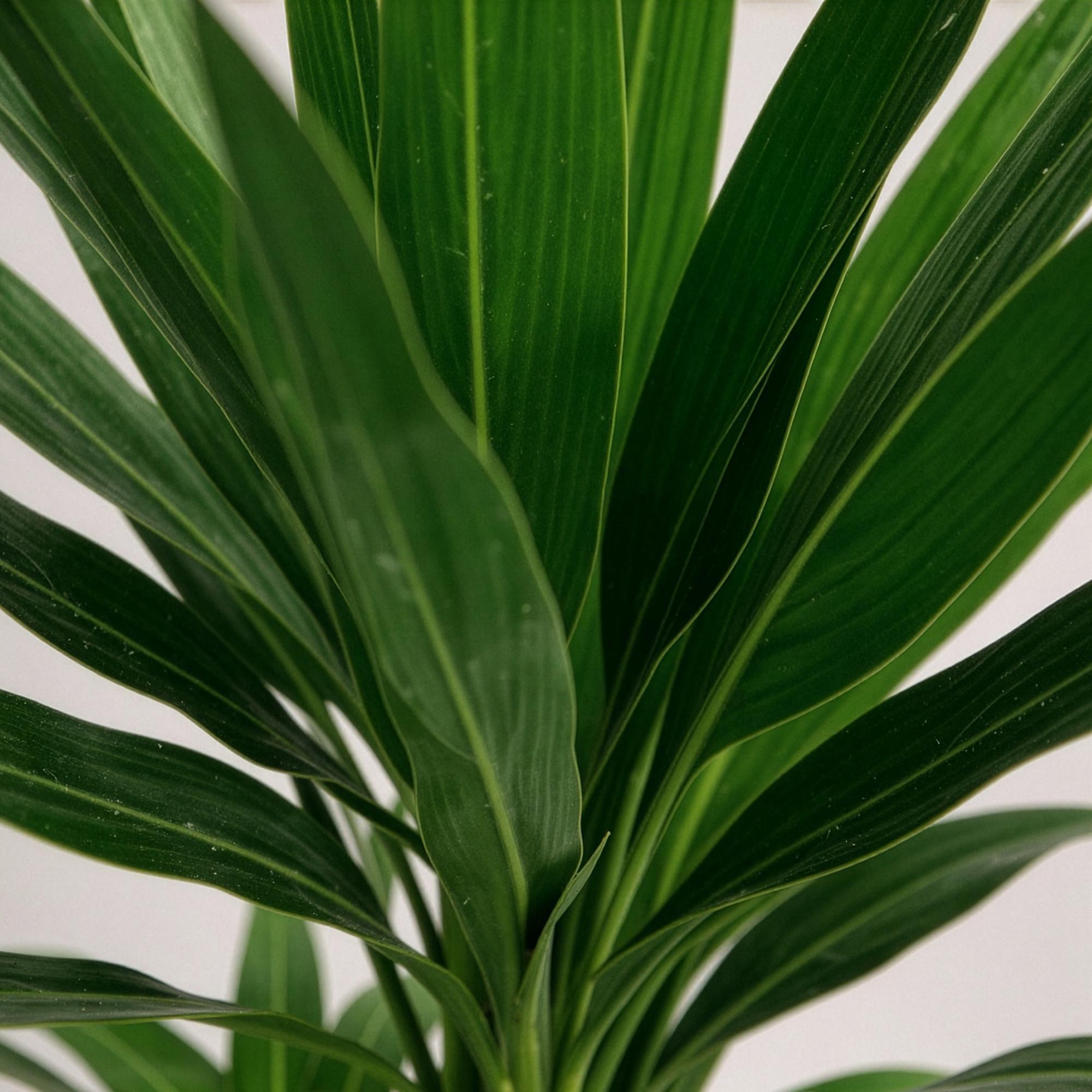 Yucca elephantipes - Weinig onderhoud - Groen - 2 - Pot 21cm - Hoogte 100cm