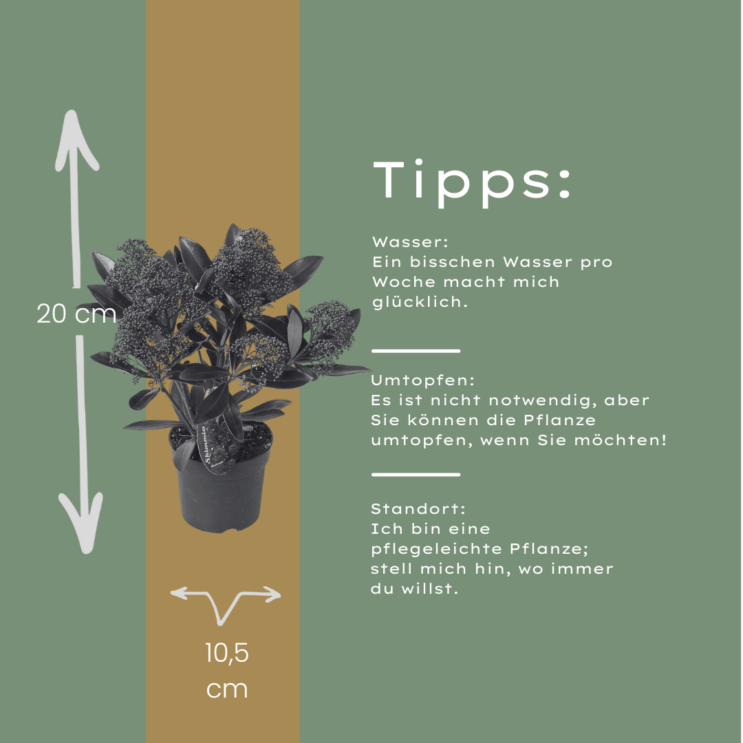 Set van 3 Skimmia 'Rubella' – Ø10,5 cm – ↨ 20-25 cm