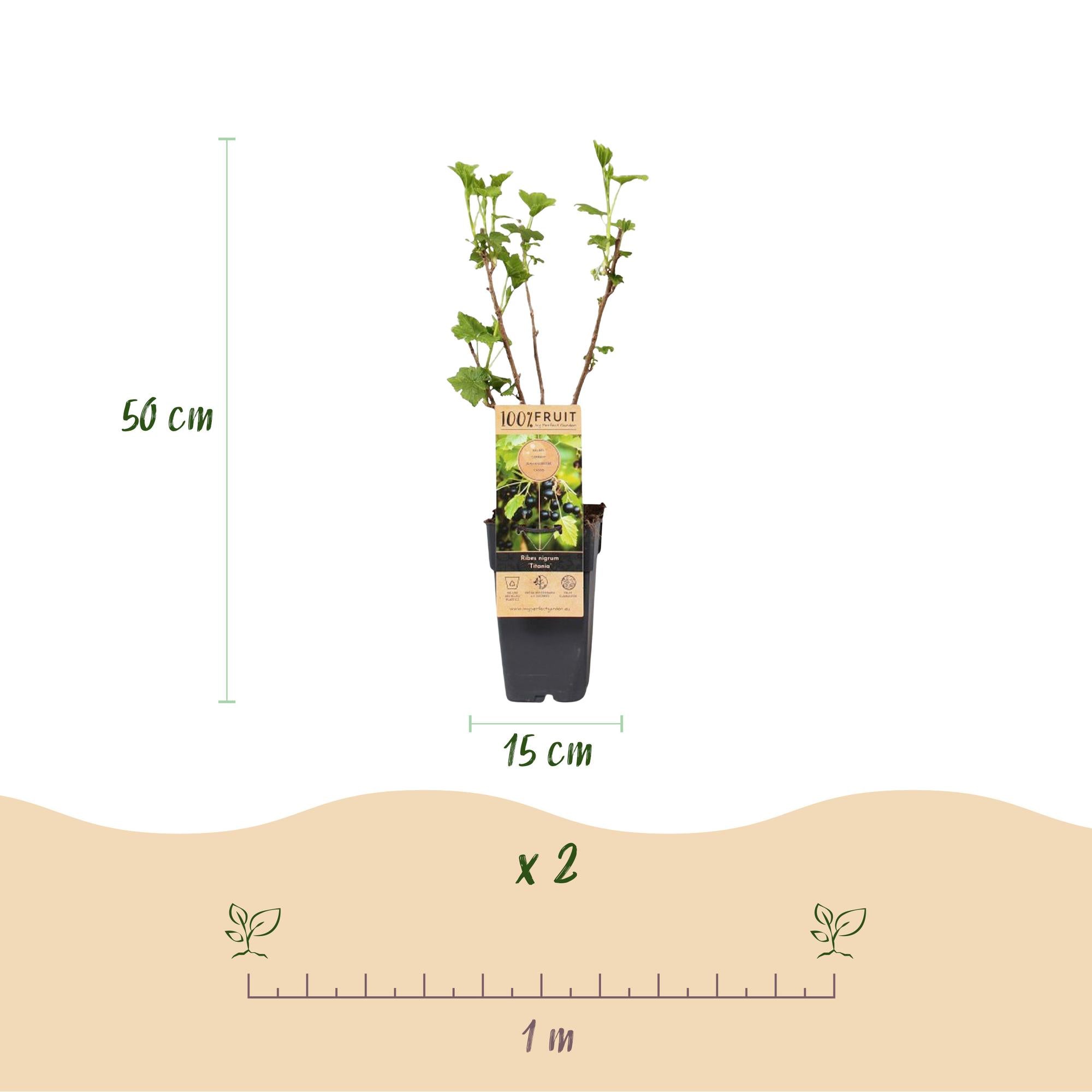 Ribes nigrum Titania - Bessenplant - Winterhard - Zwarte Bes - 2 Planten - Pot 15cm - Hoogte 50cm
