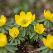 50 bulbes d'Eranthis cilicica (aconit d'hiver de Cilicie) - Jaune - Floraison printanière - Calibre 4/5