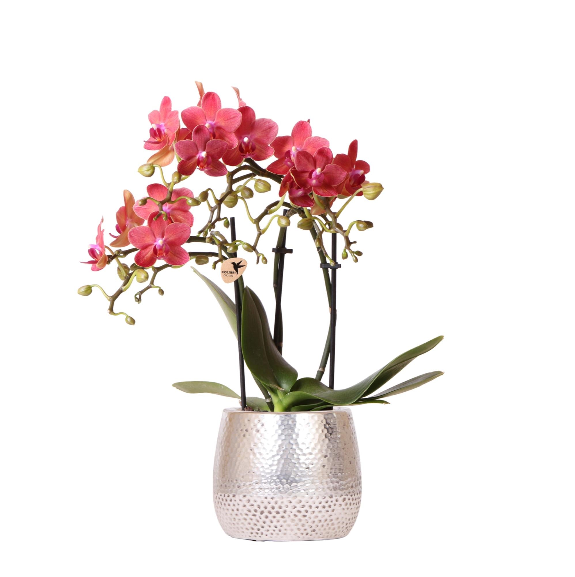 Orchidée Kolibri | Orchidée Phalaenopsis rouge – Congo + Pot Elite argenté – diamètre du pot : 9 cm | Plante d'intérieur fleurie en pot – fraîchement cueillie