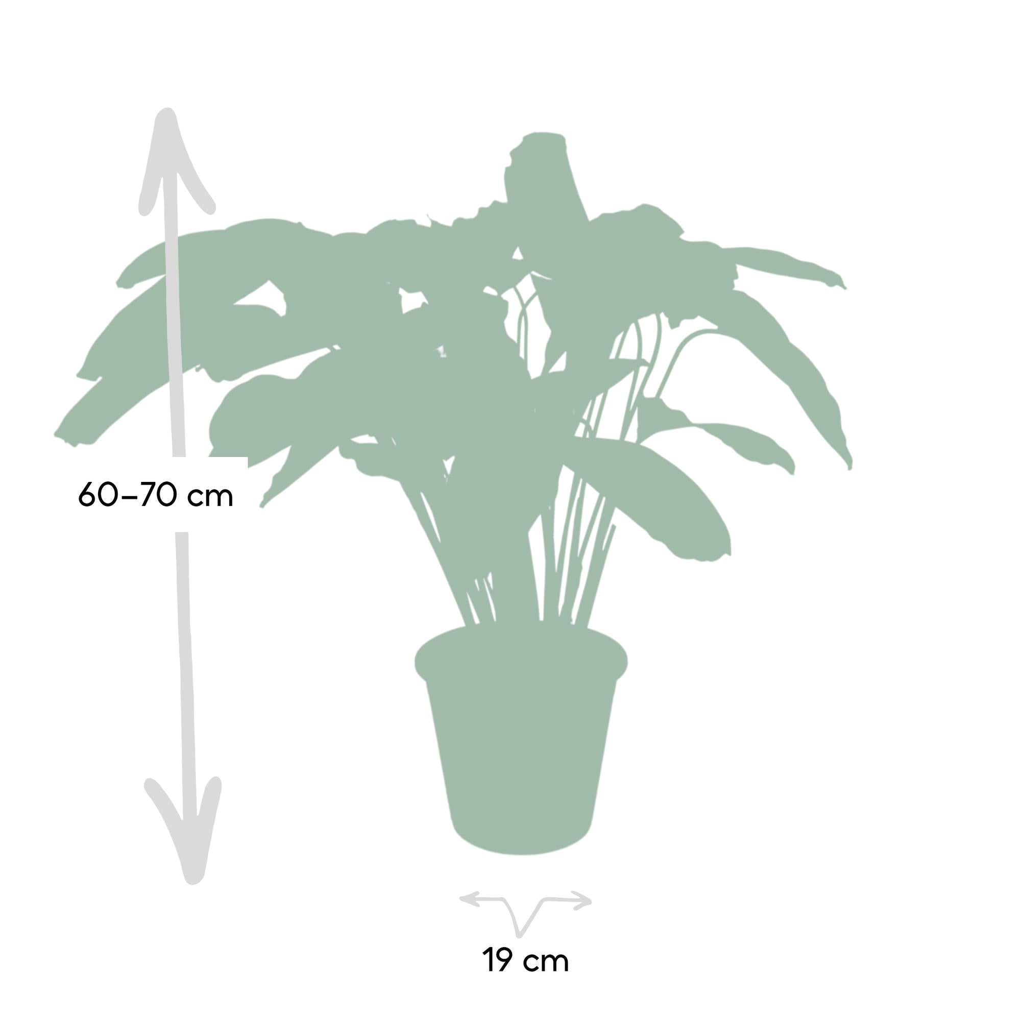 Calathea Flamestar – Pfauenblume – Ø 19 cm – ↕ 75 cm