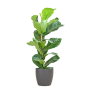 Ficus Lyrata met Viber pot grijs - 80cm - Ø21