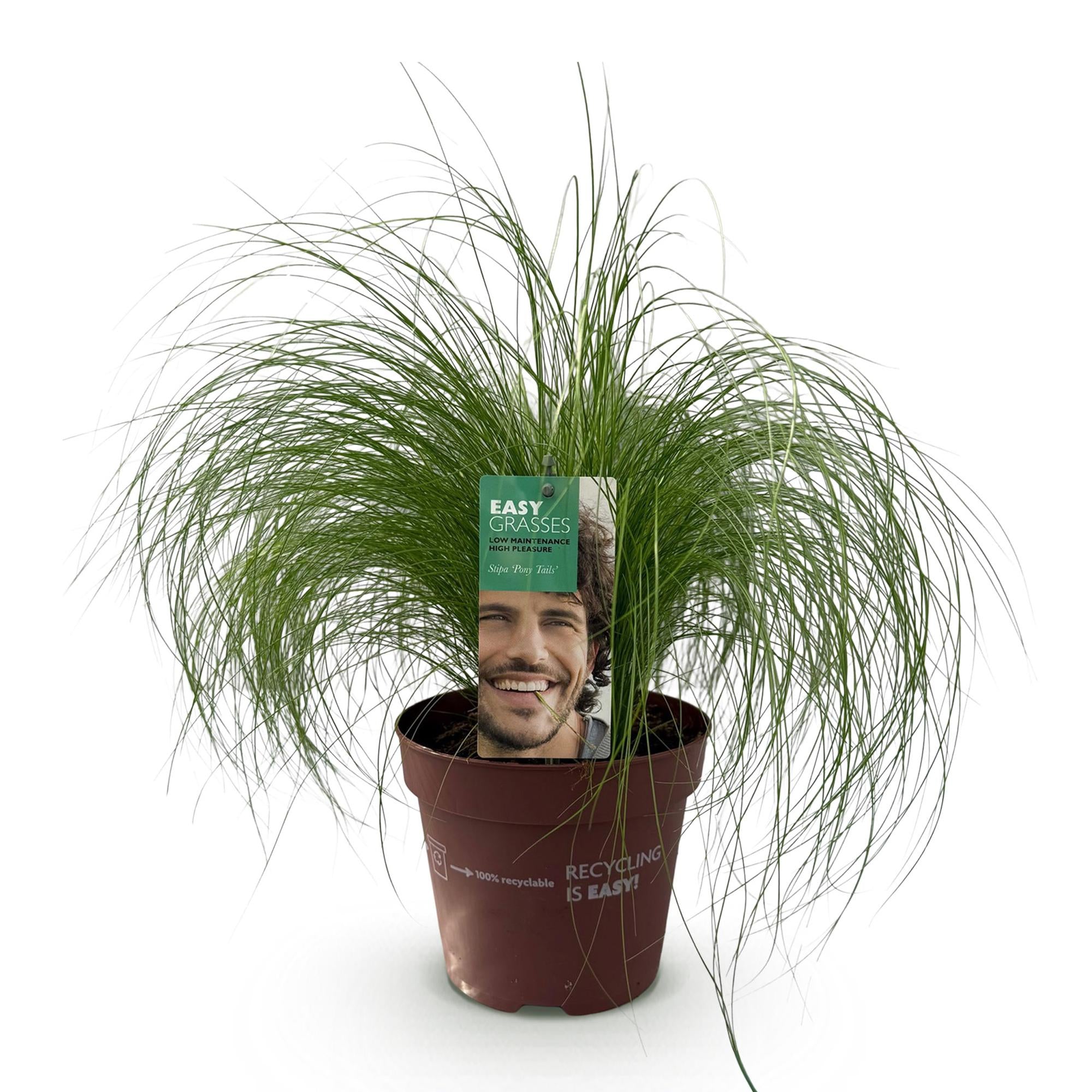 Stipa tenuifolia Pony Tails - Groen - 1 Plant - Groenblijvend - Winterhard - Pot 17cm Hoogte 50cm