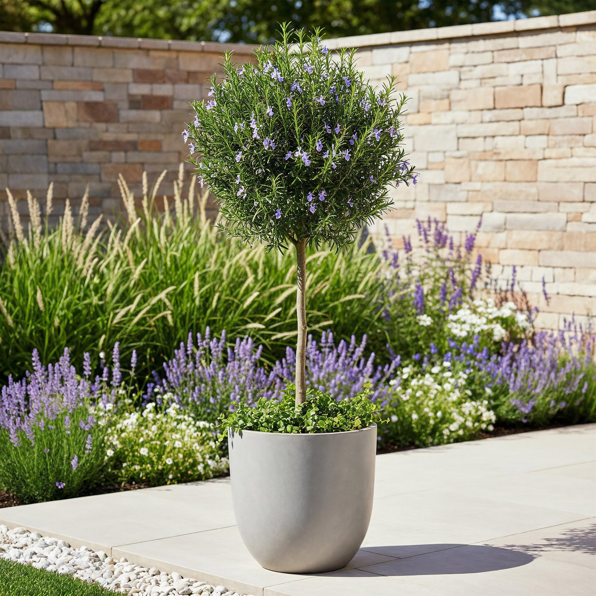 Rosmarinus officinalis - Terras Plant - Bladhoudend - Winterhard - Paarse Bloem - Pot 19cm Hoogte 90cm