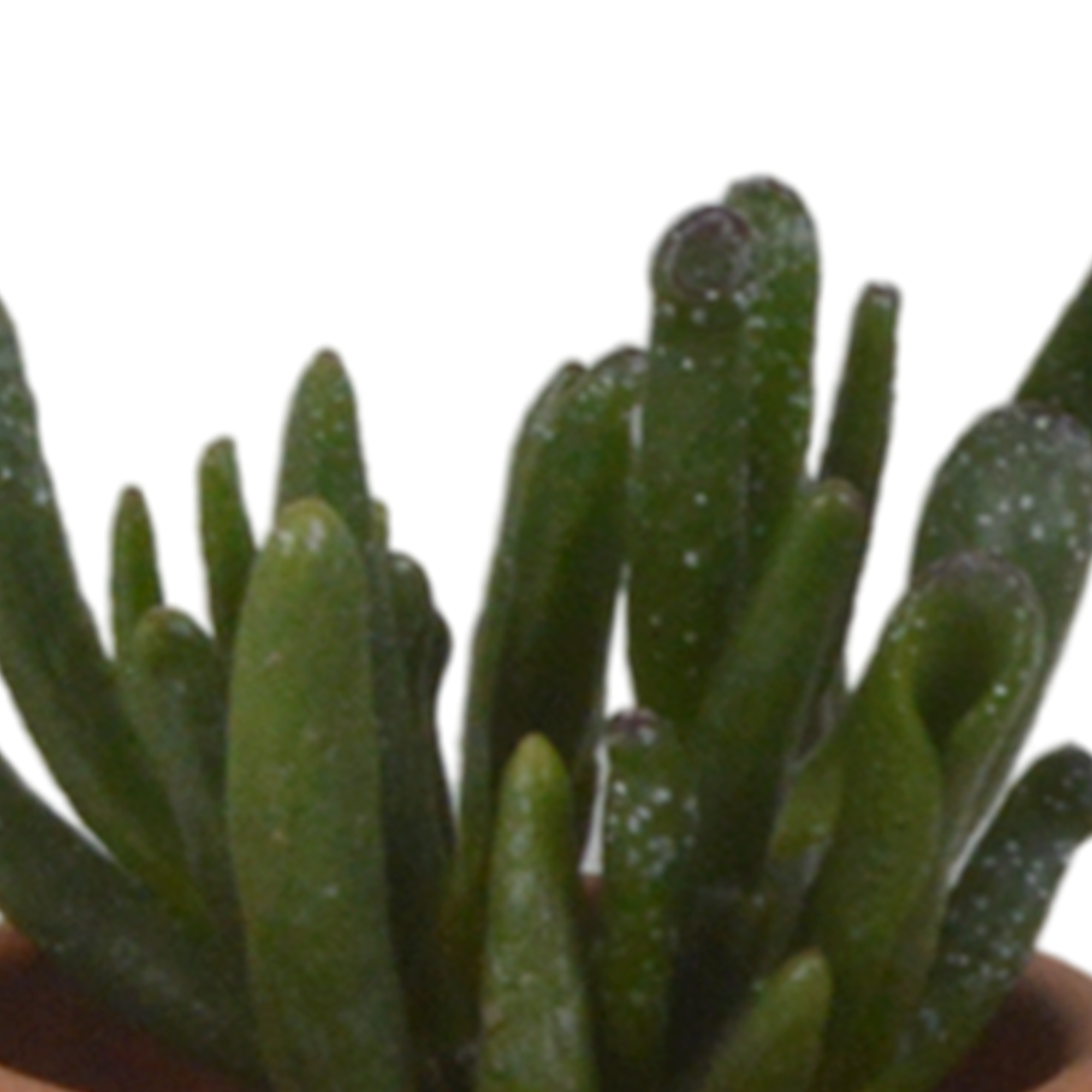 Succulent mix 5.5 cm - 5x - in terracotta pot