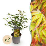 Acer palmatum Little Princess - Groen - 3 Planten - Bladverliezend - Weinig Onderhoud - Pot 12cm Hoogte 35cm