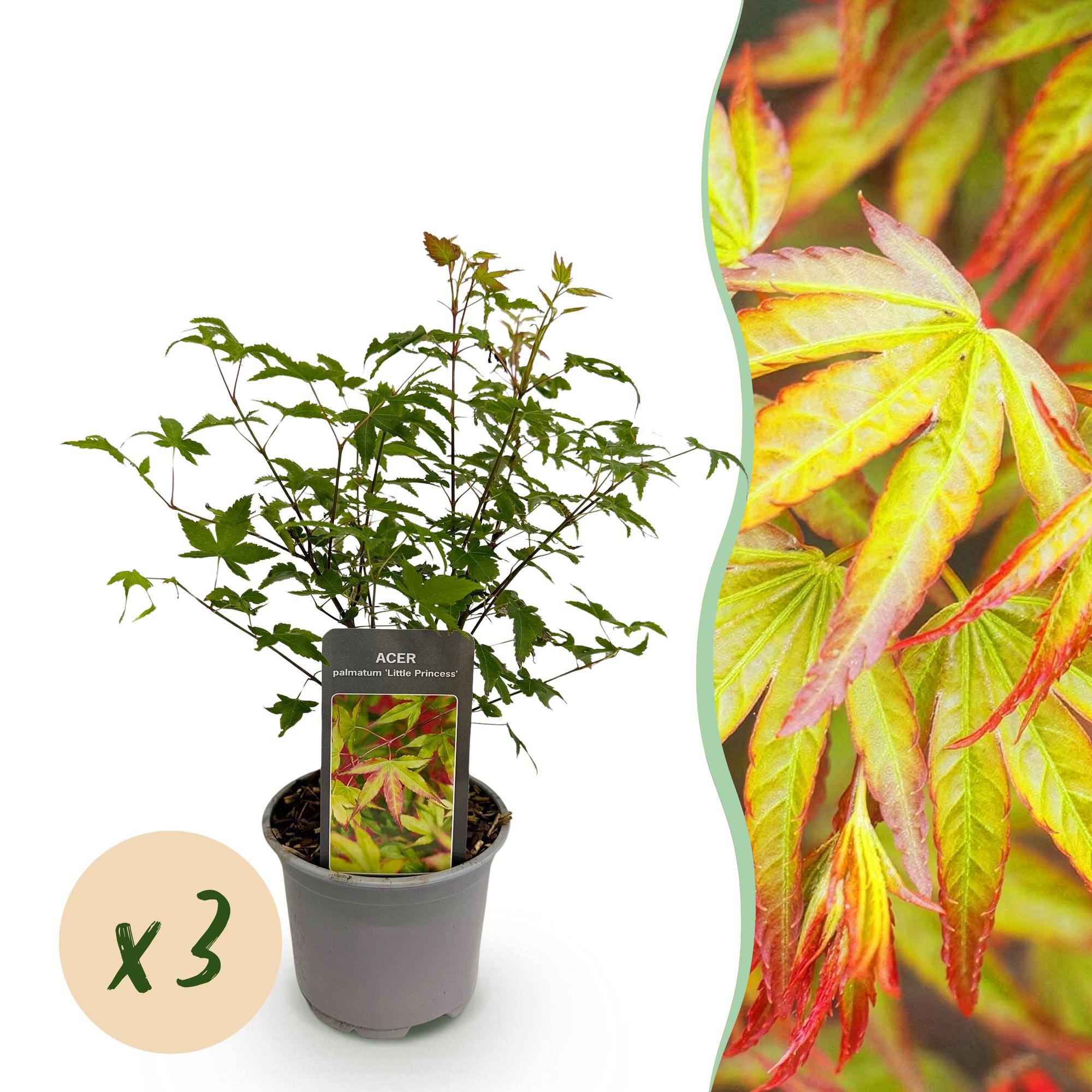 Acer palmatum Little Princess - Groen - 3 Planten - Bladverliezend - Weinig Onderhoud - Pot 12cm Hoogte 35cm