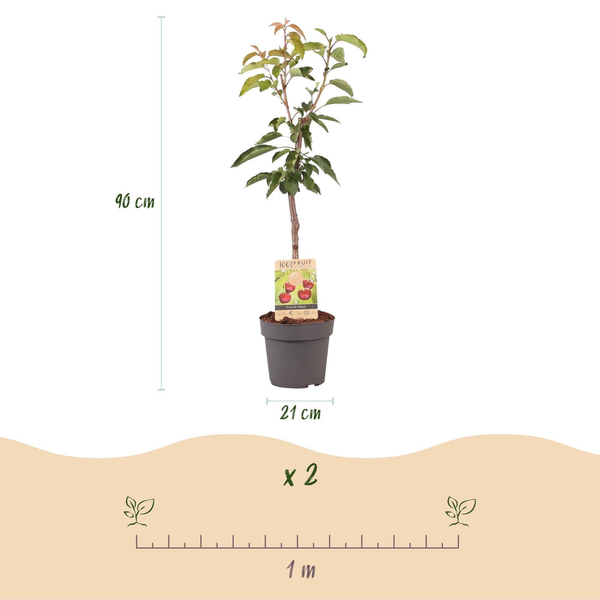 Green boutiQ – Obstpflanze – Kirschbaum – Prunus avium Regina – Rote Kirsche – Topf 21 cm, Höhe 90 cm