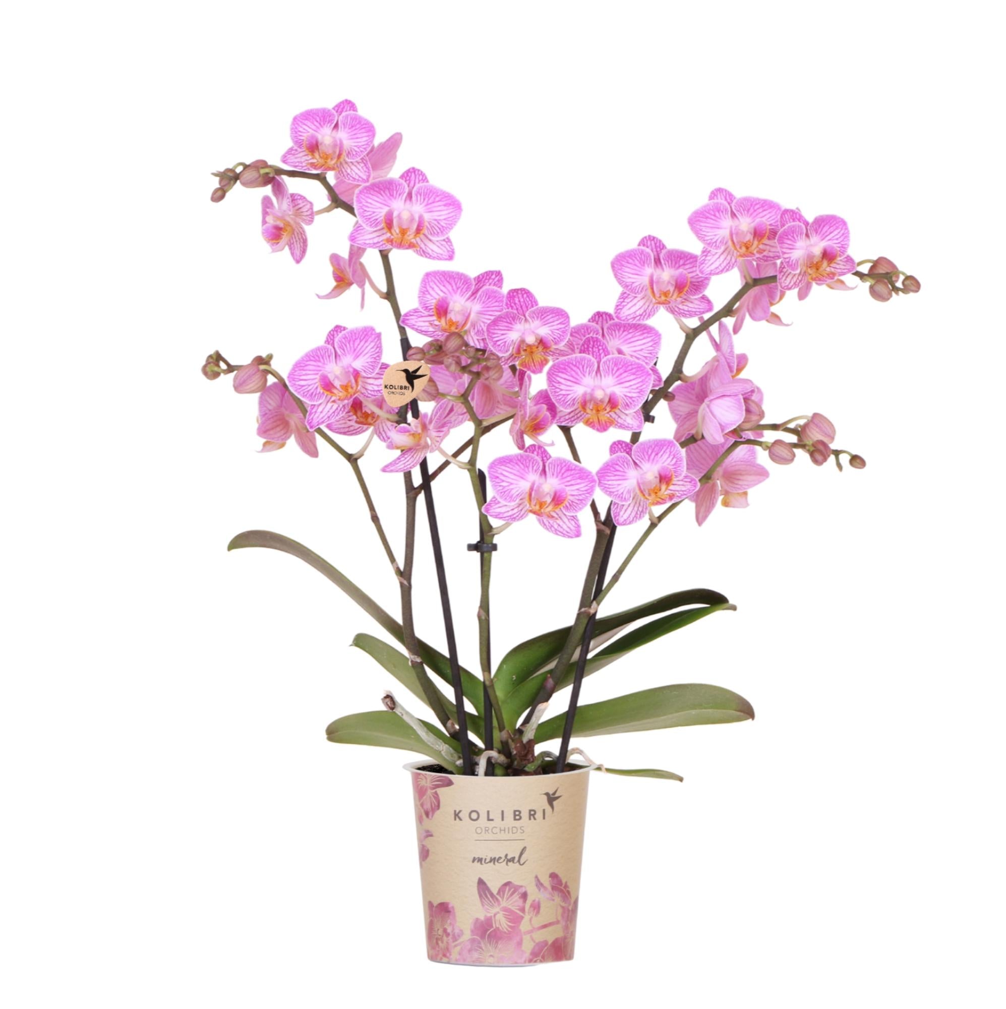 Orchidées Kolibri | Orchidée phalaenopsis rose, pot de 9 cm de diamètre | Suisse | Plante d'intérieur fleurie - fraîchement cueillie