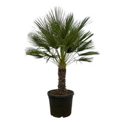 Chamaerops Humilis am Stiel – 150 cm – Ø45 cm