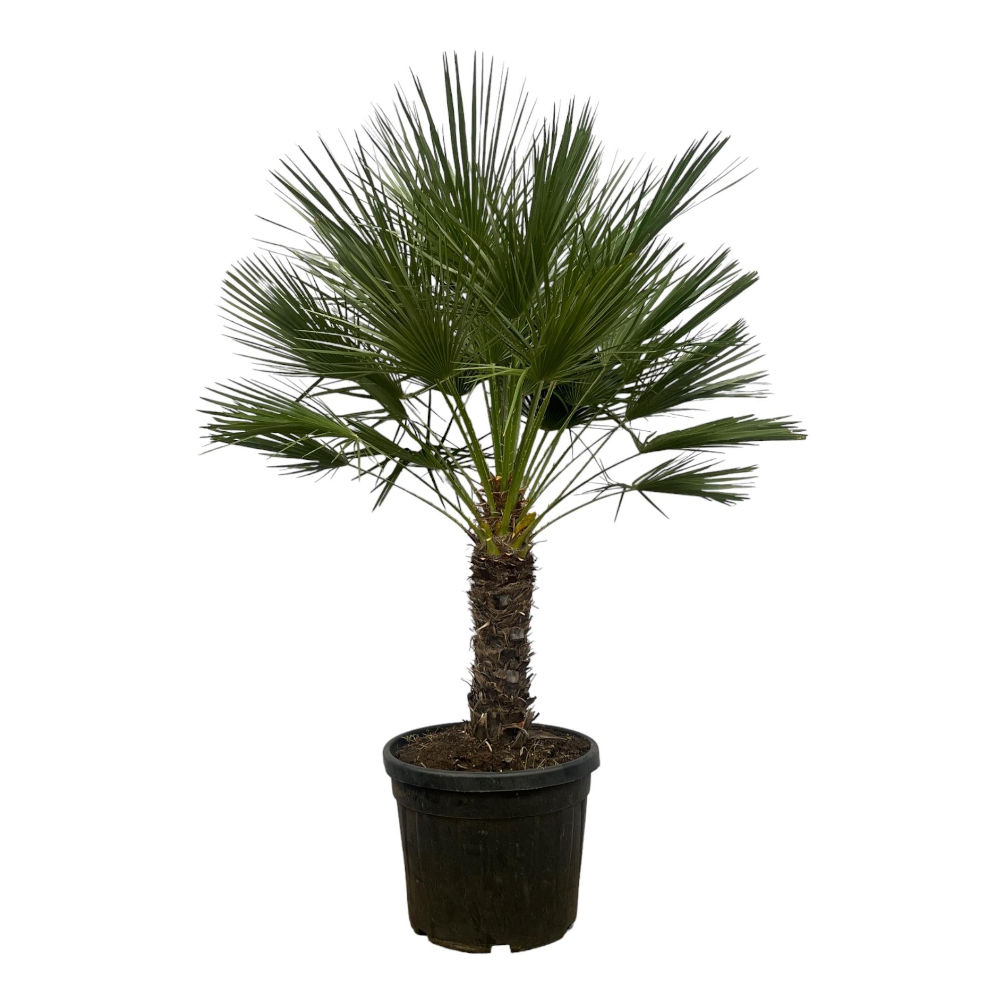 Chamaerops Humilis am Stiel – 150 cm – Ø45 cm