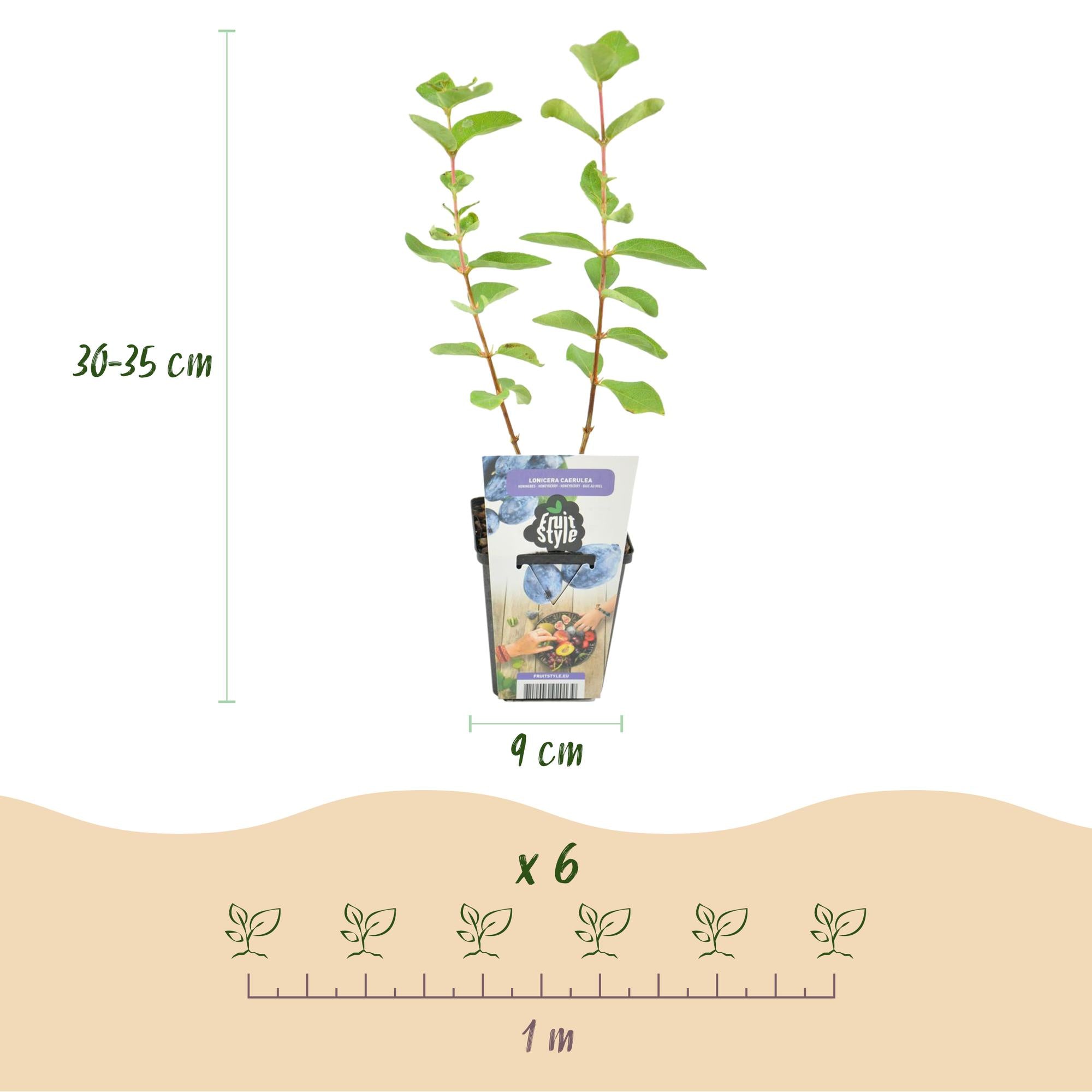 Honingbes - Lonicera caerulea Kamtschatica - Winterhard - 3 Planten - Pot  9 cm - Blauw  Bes