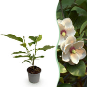 Magnolia sieboldii - Bloem Wit-Rood - 1 Plant - Bladverliezend - Weinig Onderhoud -Pot 12cm Hoogte 30cm