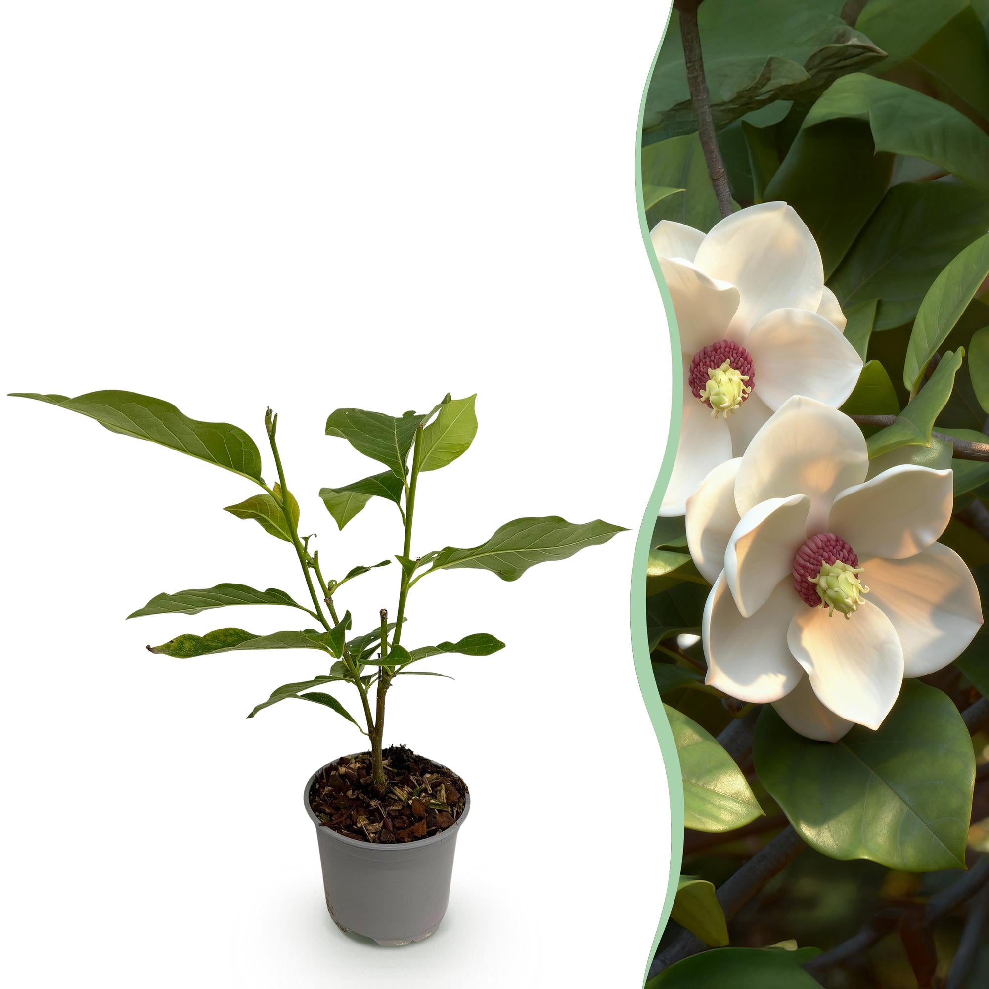 Magnolia sieboldii - Bloem Wit-Rood - 1 Plant - Bladverliezend - Weinig Onderhoud -Pot 12cm Hoogte 30cm