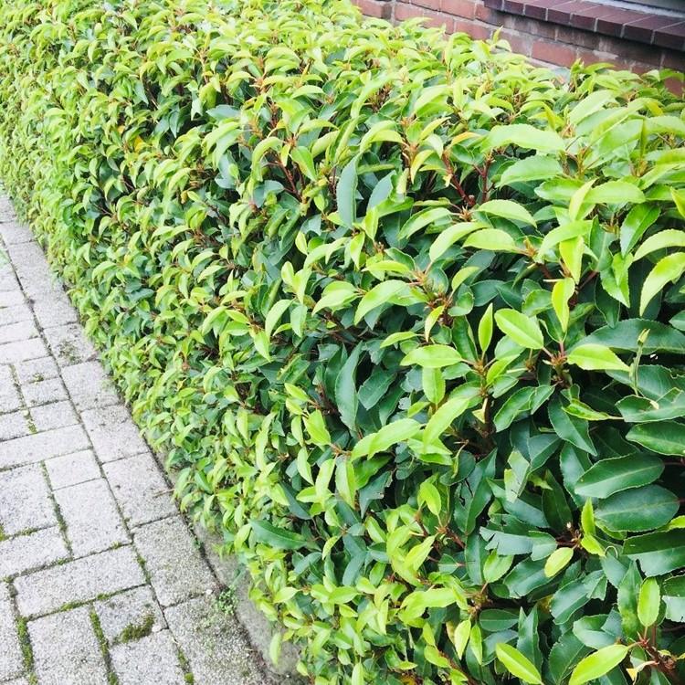 Green boutiQ - Heckenpflanzen - Prunus lusitanica Angustifolia - grünes Laub - 6 Pflanzen - 1 laufender Meter - immergrün - Topf 17cm Höhe 50cm
