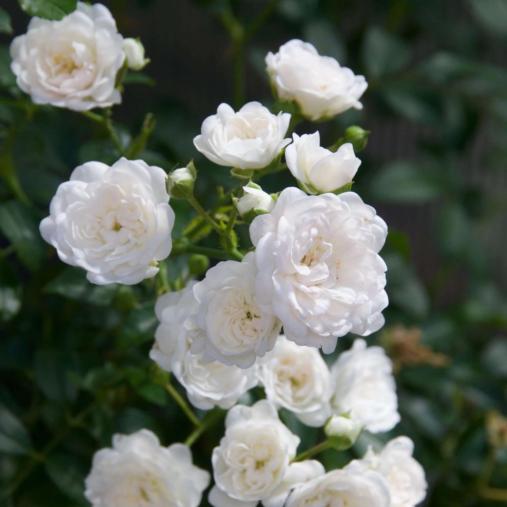 Rosa White Fairy - Roos - Winterhard - Wit - 1 Plant - Pot 12cm - Hoogte Hoogte 20-25cm