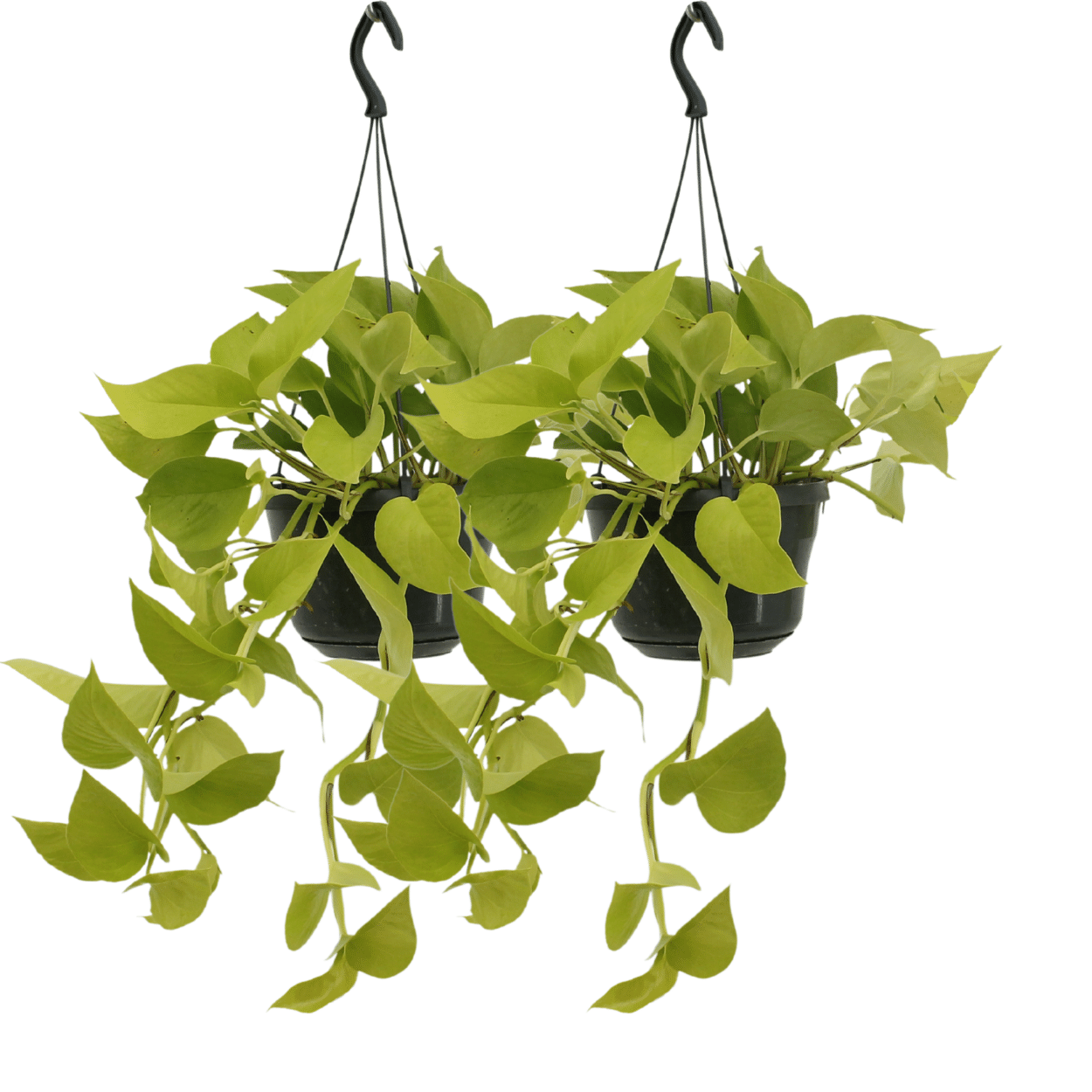 Epipremnum Golden Pothos (Scindapsus) - 2 pezzi - Ø15cm - ↕25cm