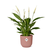Spathiphyllum 12 Cm Torelli in ELHO Vibes Fold 14cm roze