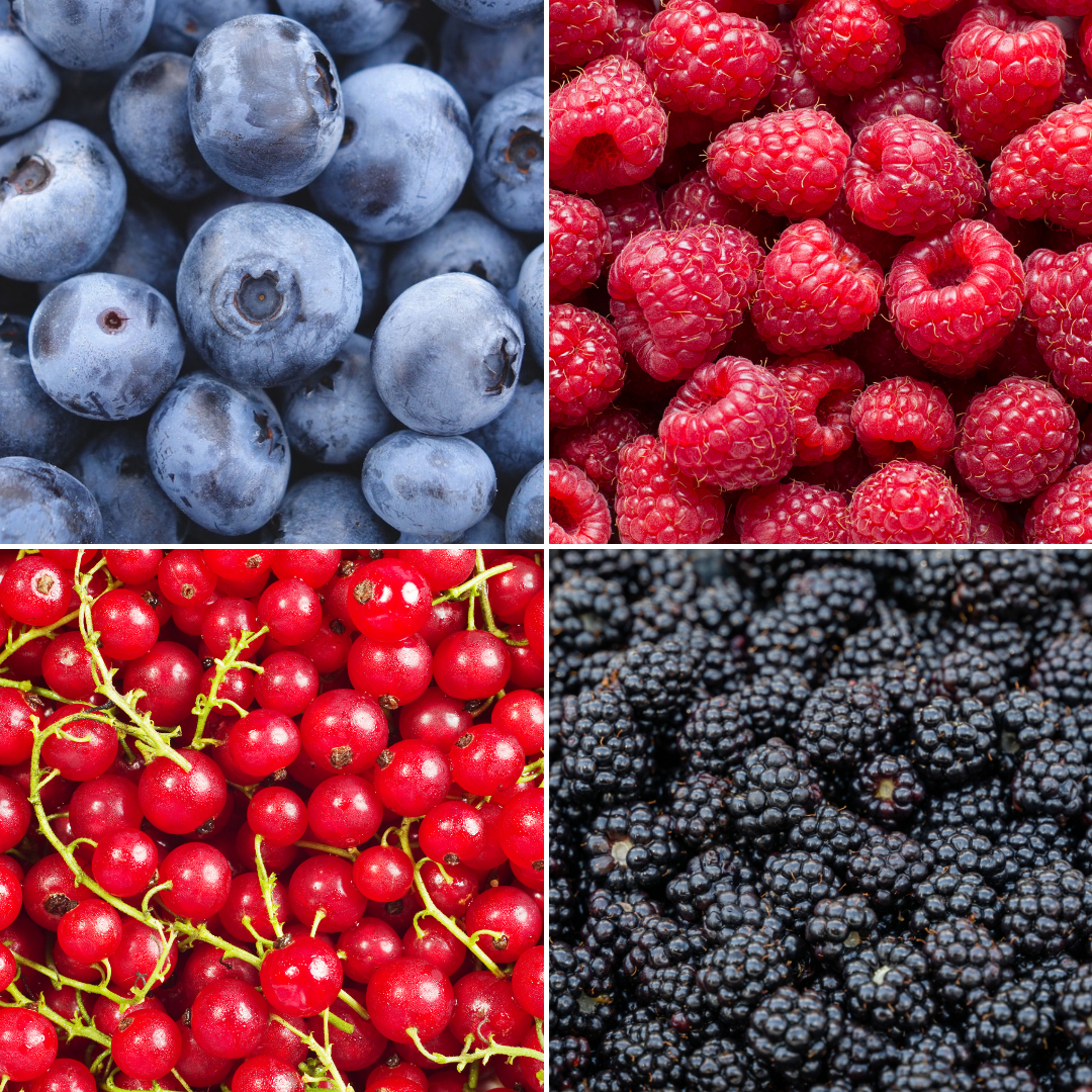 Biologische Fruitplanten mix set van 4 verschillende soorten