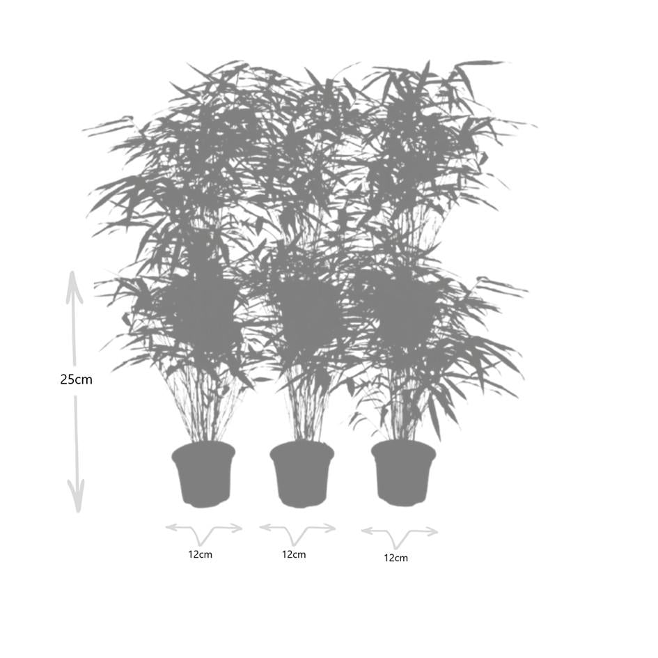 6x Fargesia Rufa Ø13 cm - ↕25 cm Bambú