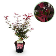 Green boutiQ - Terrassenpflanze - Japanischer Ahorn - Acer palmatum Shaina - Rot - 1 Pflanze - Laubabwerfend - Topf 19cm Höhe 70cm