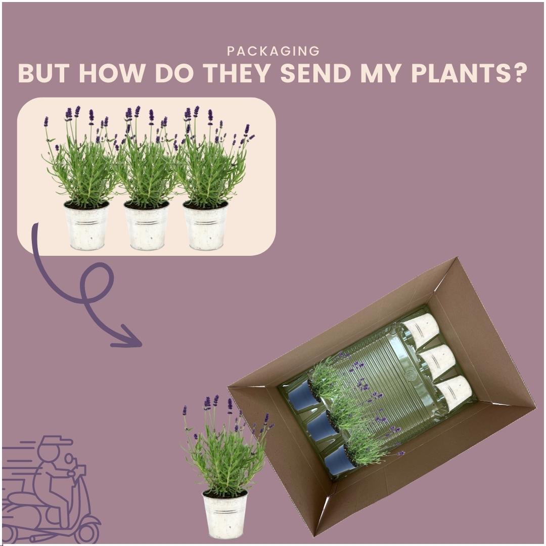 Lavandula angustifolia Felice®  in 'Old Look' sierpot - 13 cm pot - set van 3 echte Lavendels in Sierpot