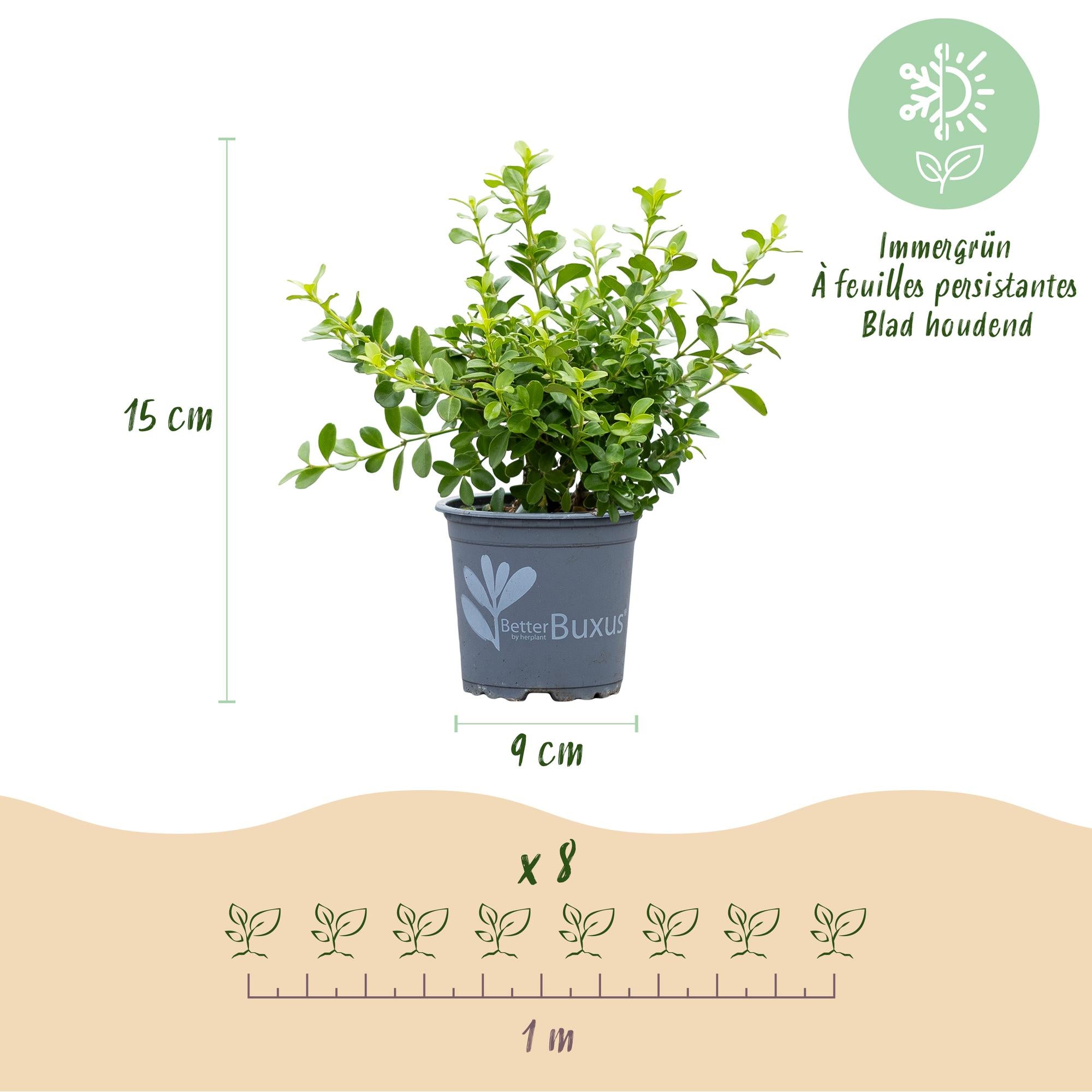 Buxus Haag - BetterBuxus Babylon Beauty - Resistant tegen de Buxus schimmel - 8 planten - 1 strekkende meter - pot 9cm hoogte 20-25
