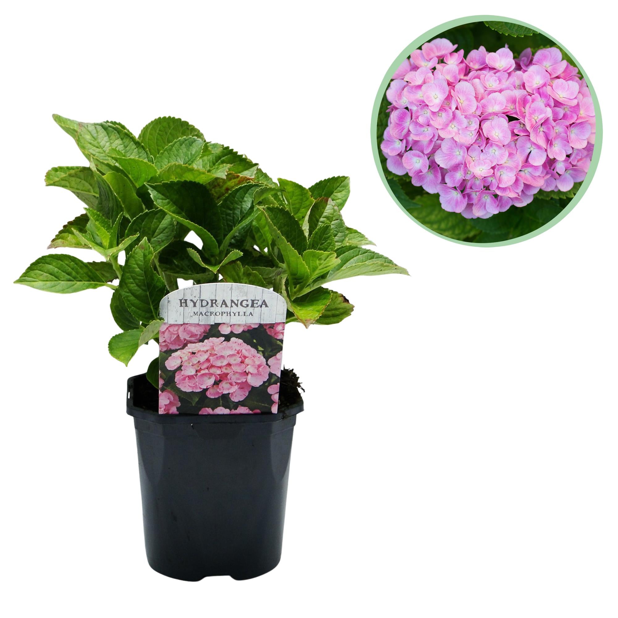 Green boutiQ - Ortensia - Hydrangea macrophylla Rosa - Fiore Rosa - 1 Pianta - Decidua - Bassa Manutenzione - Vaso 17cm Altezza 30cm