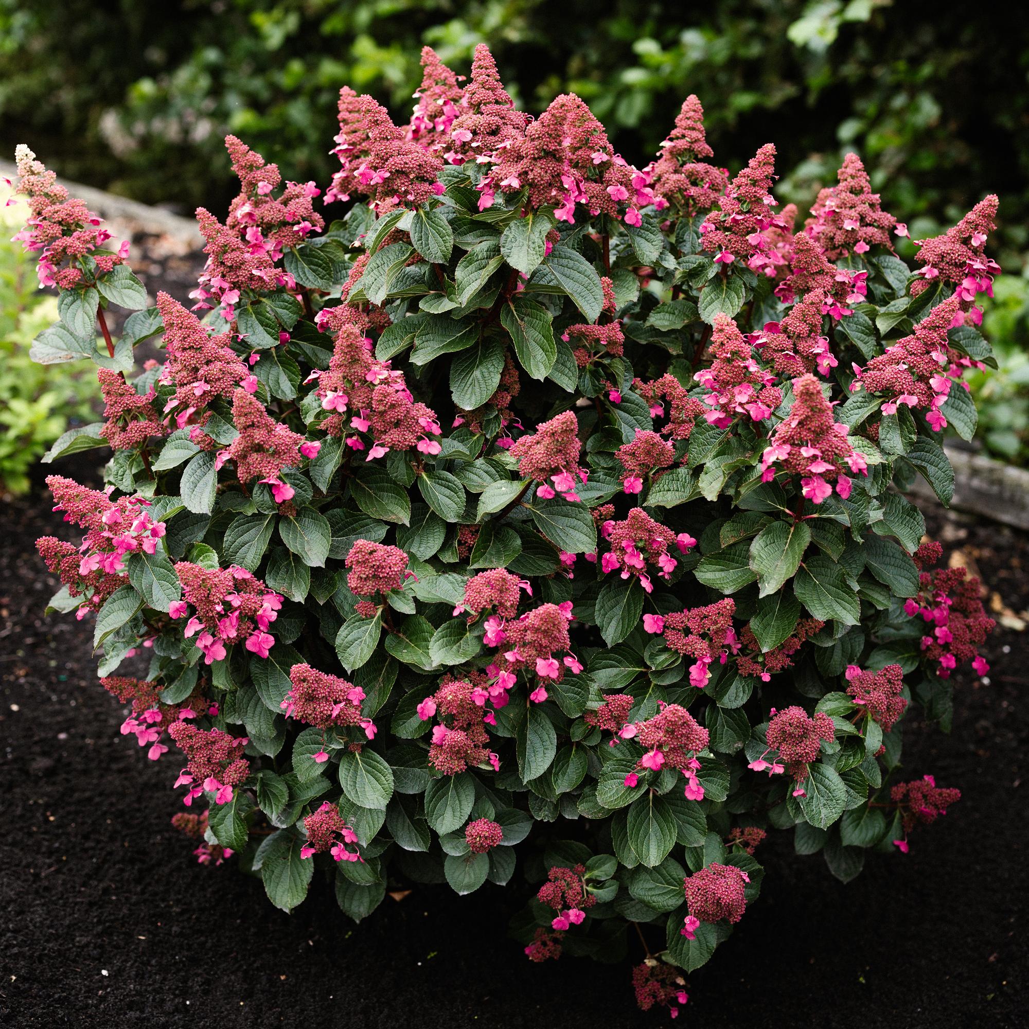 Hydrangea panniculata Living Infinity - Pluimhortensia - Winterhard - Wit - 3 Planten - Pot 12cm - Hoogte Hoogte 20-30cm