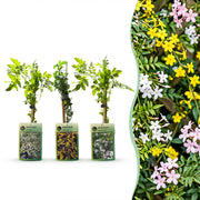 Jasminum Tricolour - Driekleurige jasmijn 3x - Geel - Wit - Roze - Klimplant - Ø9cm - ↕35cm