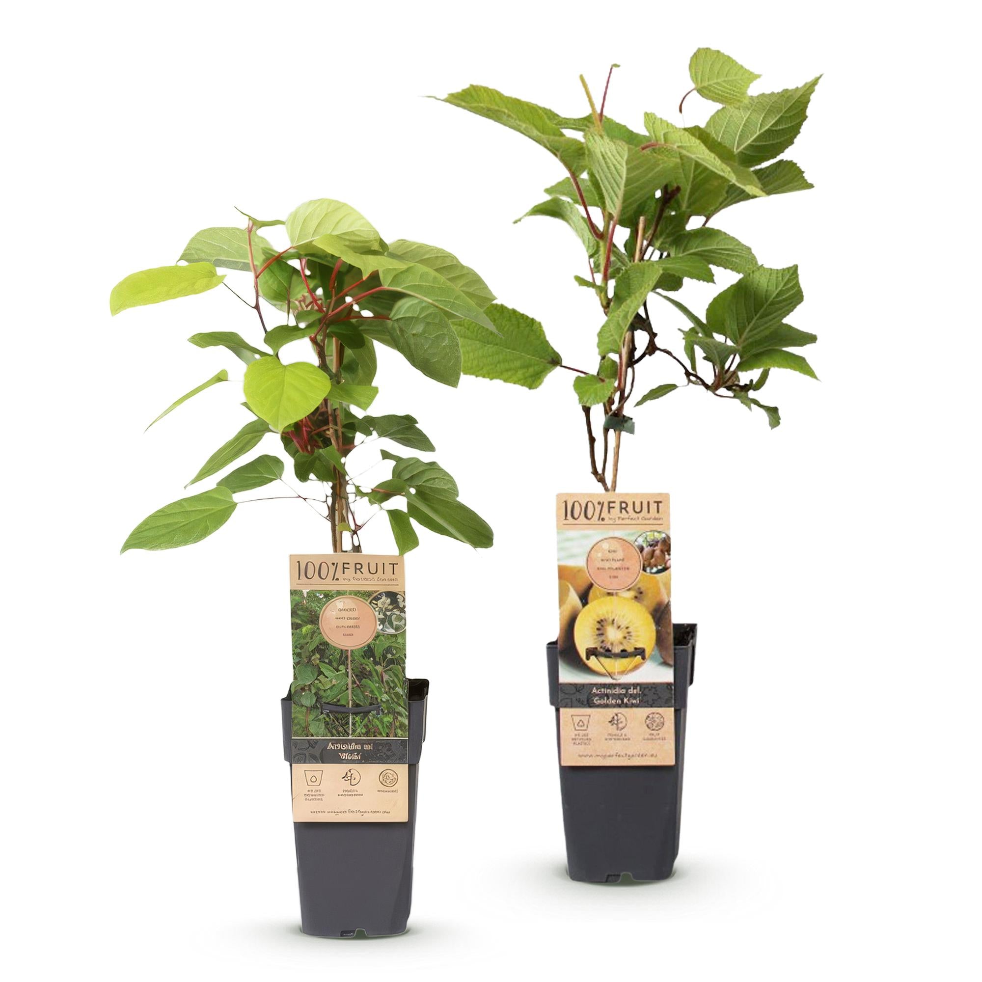 Actinidia Weiki & Golden Kiwi - Kiwiplant - 1 Mannelijke - 1 Vrouwelijke - Planten - Geel - Pot 15cm - Hoogte 50cm