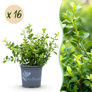 Buxus Haag - BetterBuxus Babylon Beauty - Resistant tegen de Buxus schimmel - 16 planten - 2 strekkende meter - pot 9cm hoogte 20-25