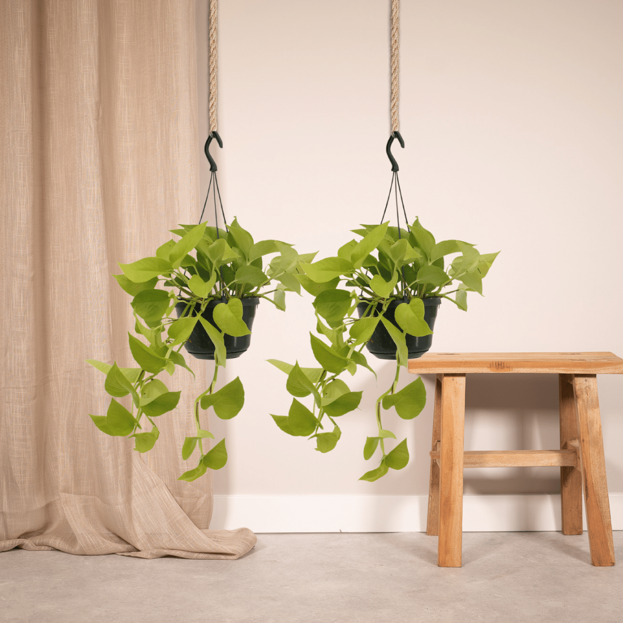 Epipremnum Golden Pothos (Scindapsus) - 2 pezzi - Ø15cm - ↕25cm