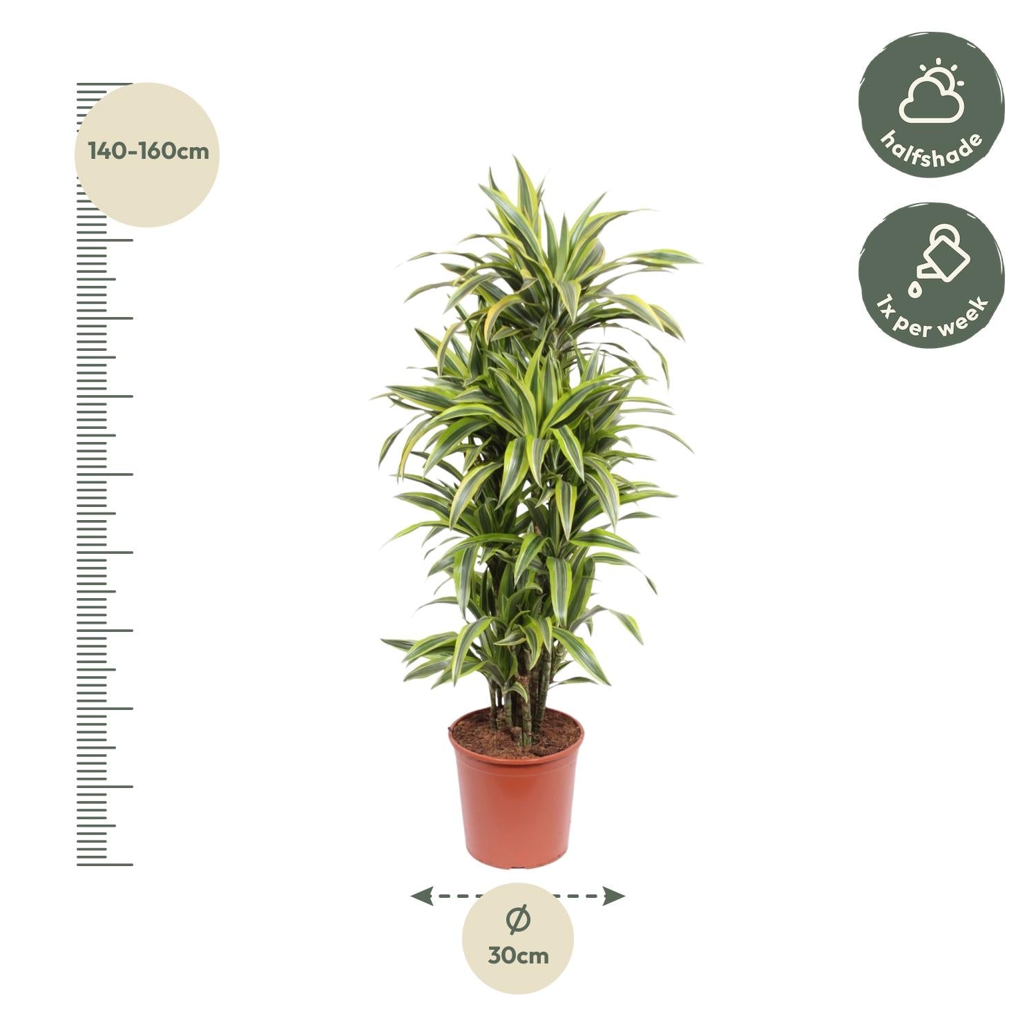 Dracaena Zitronenlimette - 150 cm - ø30
