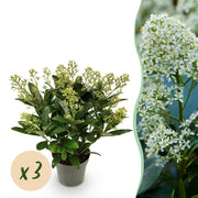 Skimmia japonica Finchy - Bloem Wit - 15+ Bloemen - 3 Planten - Winterhard - Pot 15cm Hoogte 30cm