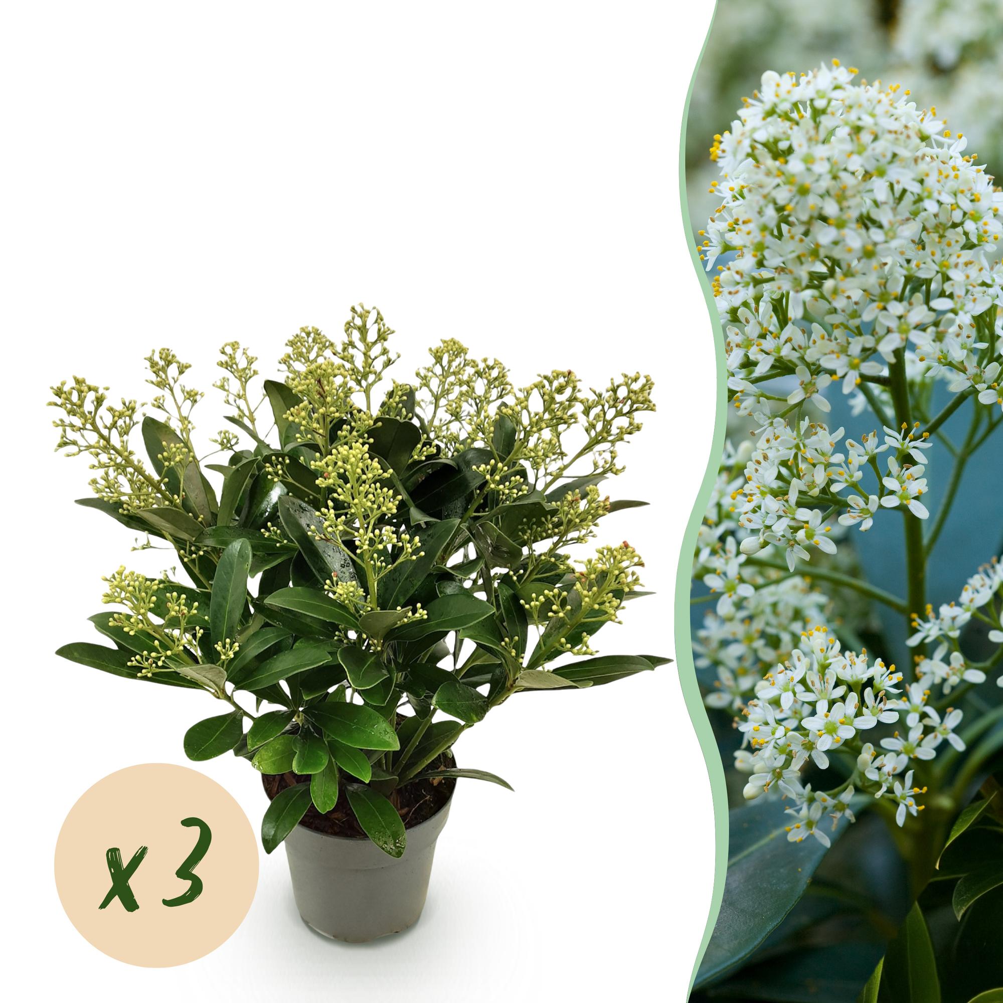 Skimmia japonica Finchy - Bloem Wit - 15+ Bloemen - 3 Planten - Winterhard - Pot 15cm Hoogte 30cm